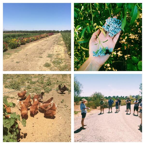 girlsonthegrid's tweet photo. Farm Tour to wrap up #BLTweek with @SacBaconFest at the Center for Land Based Learning! http://t.co/ZX0rKs9ans