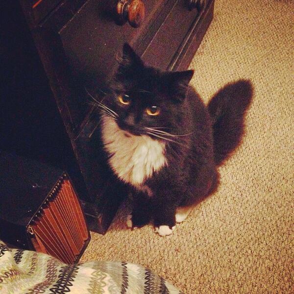 TamsinMadison's tweet image. I hate bring allergic to cats, espesh this one 😞 #atchu #sniffsniff #allergies