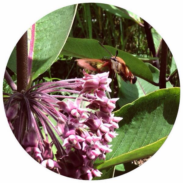 #sphinx #moth feeding on #milkweed #GrowMilkweed #moths #flowers
