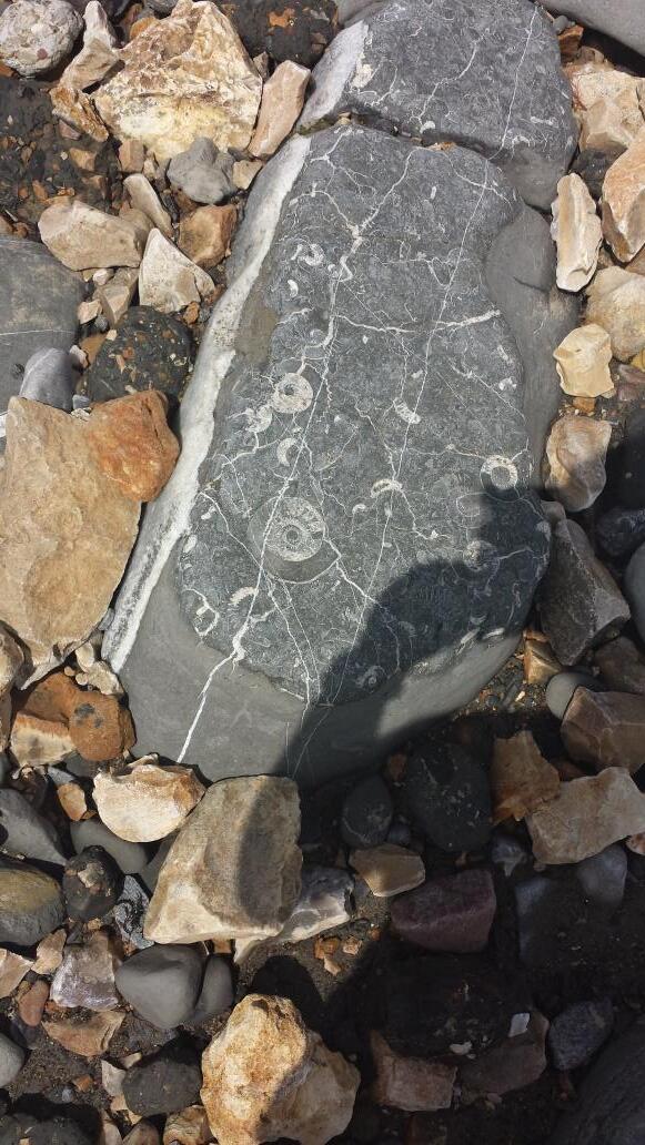 missbingley2's tweet image. Great time following Mary Anning&apos;s footsteps #FossilWalk #LymeRegis thanks to great guides