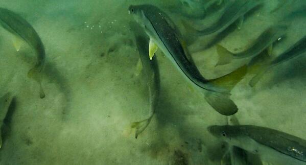 FLSnookAnglers's tweet photo. You don't have to catch every Snook, sometimes you just want to swim with them! Yes, the sunburn I got was worth it! http://t.co/tU6EJpbQCV