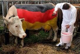 LordWandsworth's tweet photo. “@RhianPearson1: Who to support?! #WorldCupFinal” Germany- they have cows in LWC colours! http://t.co/xLNtrBCHz0