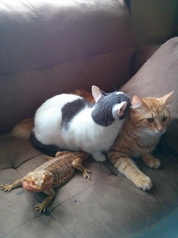 chridz's tweet photo. Family love time #beardeddragon #cats http://t.co/L1X7EhN3Cr