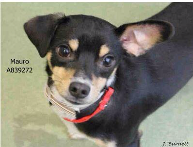 DASAdoptions's tweet photo. Mauro!! A839272. He's 1yo Chihuahua. Great little guy with style. Located here @DASAdoptions. @DallasShelter #Share http://t.co/fHSNDYVFED