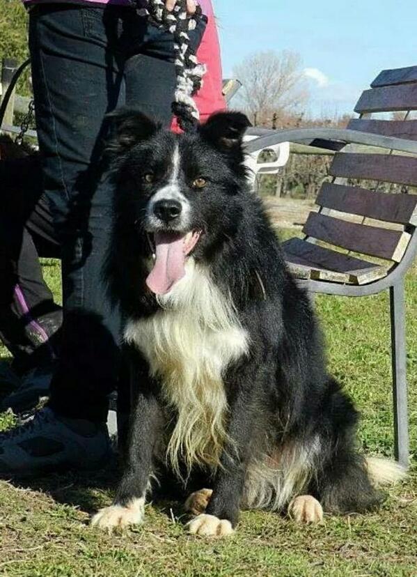 YolandaC4's tweet photo. #JusticiaParaTuenti asesinado por un vecino porque le molestaban sus pelos. D.E.P. pequeño 😢 http://t.co/YsYPqOxfs9