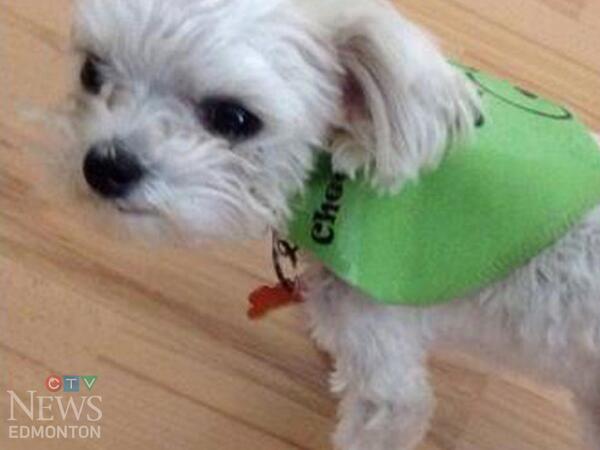 A #yeg couple has been reunited with their dog they say was taken from their apartment patio: edmonton.ctvnews.ca/edmonton-coupl…