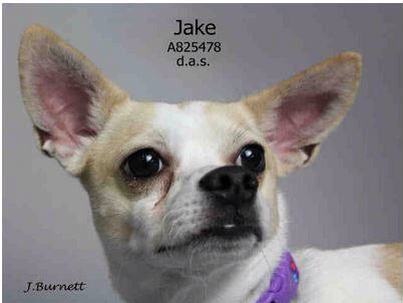 DASAdoptions's tweet photo. Jack!! A825478. 2yo Chihuahua ready to find his new furever home. Located @DASAdoptions. @DallasShelter #SharePlease http://t.co/9AdPrPjX3U