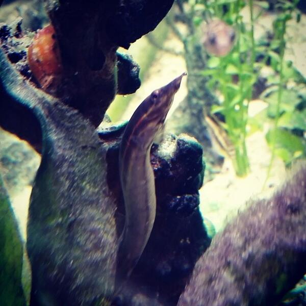 Akvaristan's tweet photo. #akvaristan #aquarium #akvaryum #aquarien #xpro2 #freshwater #plantedaquarium #aquarium #planted #eel #fireeel #s... http://t.co/JCOjCDLJ1C