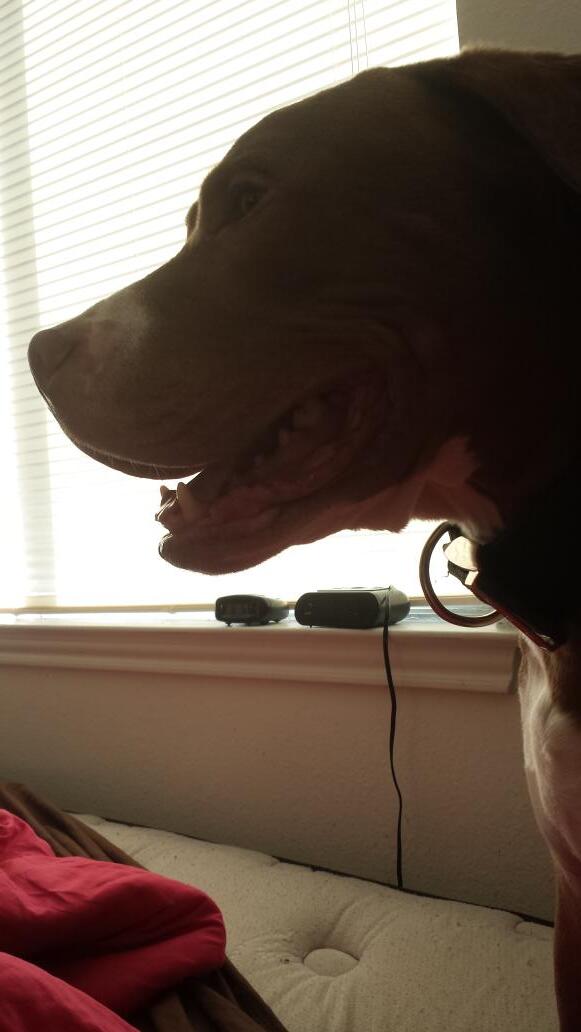 jmv_tx's tweet photo. Who said my dog can't be artistic?! Lol #furkids http://t.co/dxz1JmVZ0A