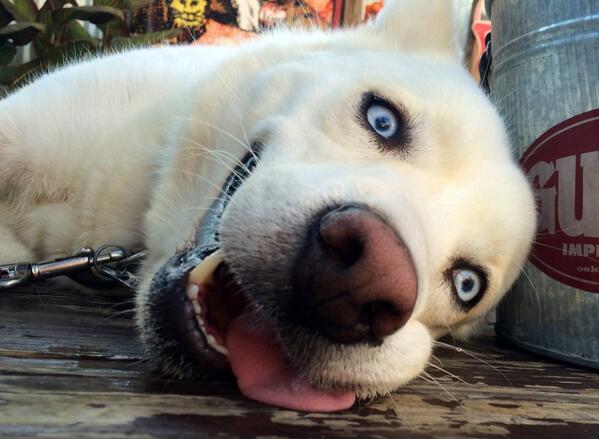 Defyne0's tweet image. Too hot for dogs. #derpdog