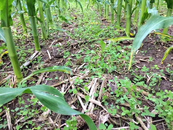 StefanZehetner7's tweet image. Alfalfa under seeded to 4-5 leaf corn 26 days ago #covercrops #ontag #springforage @HuronCoverCrop