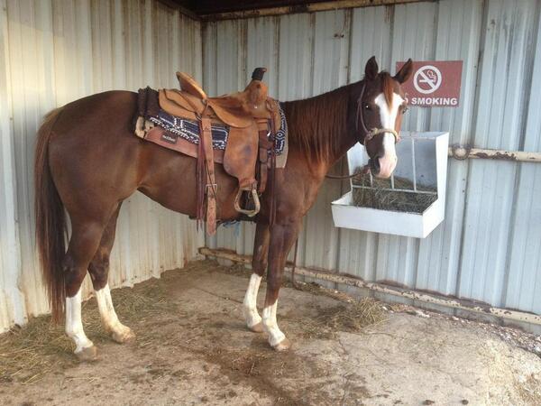 taybellc21's tweet photo. This mare is going to hate life for the next week...#ranchin hahahaha http://t.co/aPO6P43Fjo