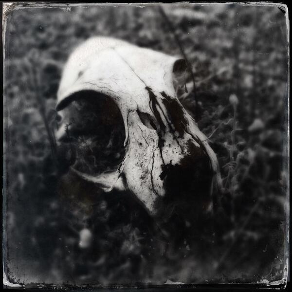 drewrog's tweet image. Beating a dead horse #redux #skull #foundscenes #artistsontumblr #iphone #Hipstamatic #Tinto1884 #DTypePlate