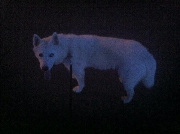 tai_bailey's tweet photo. Night run with the wolf dog 🐾 http://t.co/ZYjQGNDnHD