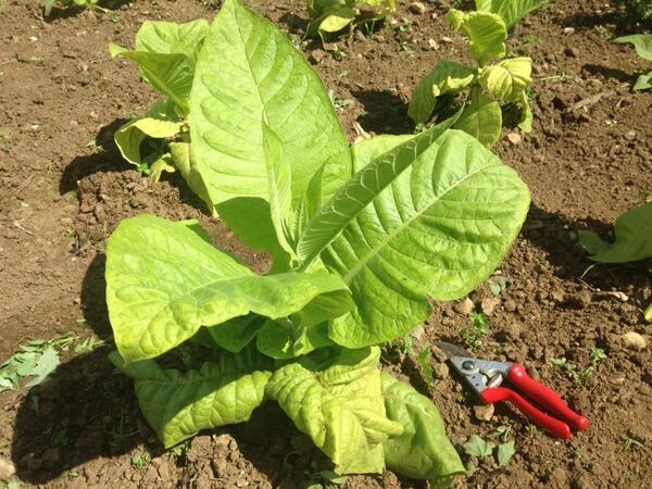 Sussex grown organic tobacco. Comments?