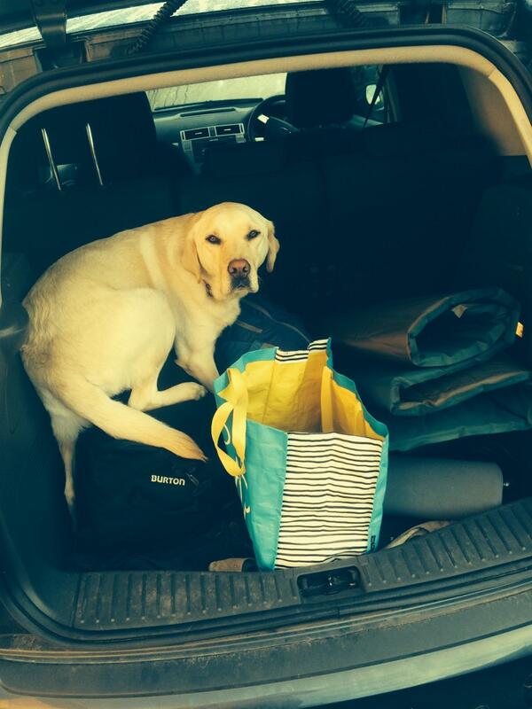 Someone was keen to come on camp this morning <a href="/phaselswood/">Phasels Wood</a>