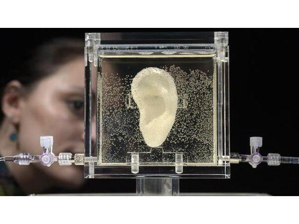 Sanatçı Diemut Strebe, genetikçilerle beraber 3D printerda Van Gogh'un kulağını yaptı.