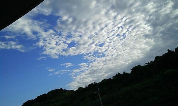 RadishRool tweet picture