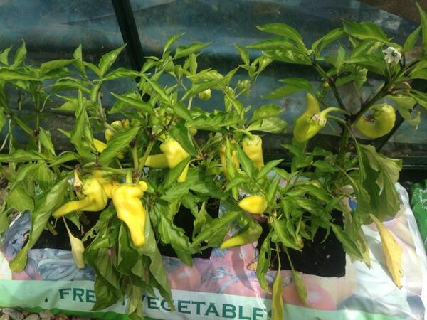 Wanna play Count The Peppers in Green &amp; Tidy's greenhouse?