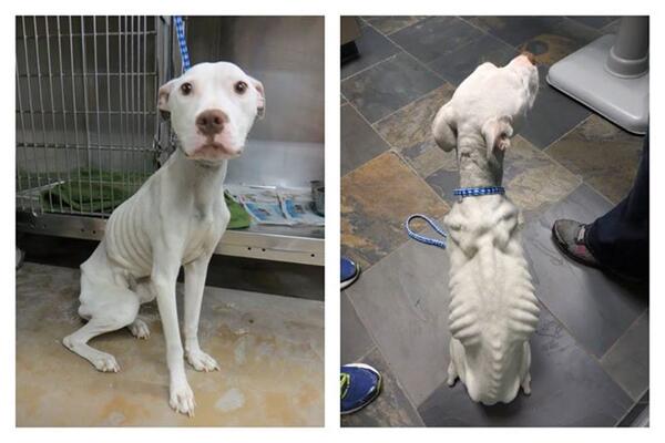♣Human EVIL♣ starved precious ♥ELSA♥ HoldHerInYourHeart♥#RT #DONATE trioanimalfoundation.org  facebook.com/photo.php?fbid…