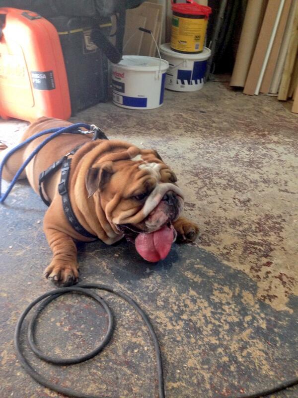 FBCarpentry's tweet image. All time best ever visitor to the workshop!!!!! Canute and his sloppy chops!!