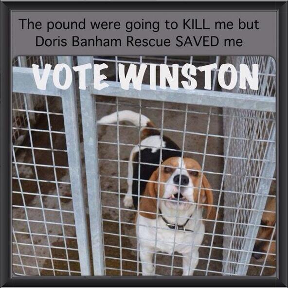AROOOOO! RT &amp; VOTE WINSTON to save other dogs from being PTS by pounds animalfriendsquote.co.uk/fb-worldcup/