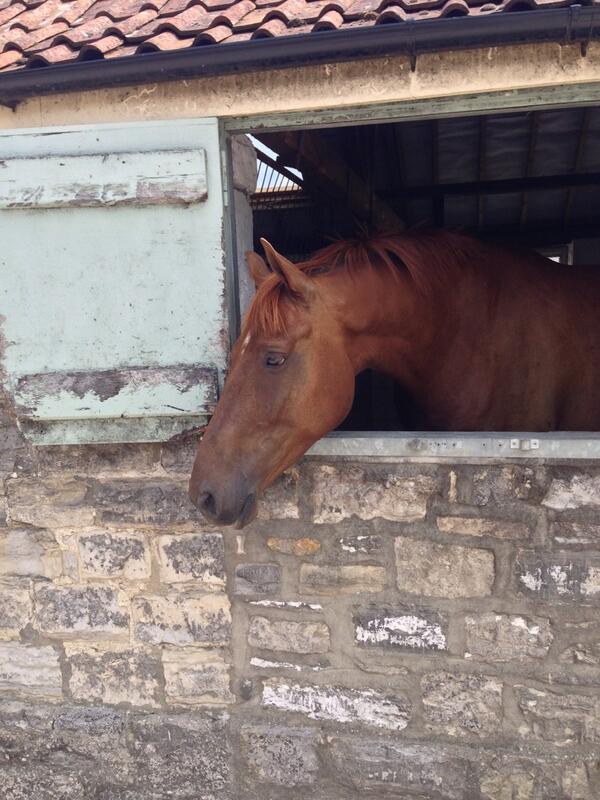 Great morning talking all things show jumping with <a href="/HarrietNuttall/">Harriet Nuttall</a>! Get the feeling someone felt left out...