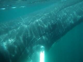 puffintours's tweet image. WOW!!!!!! Check out Jeannine's amazing underwater #humback photo from yesterday!! @NLtweets @ctccct @DestinationSJ