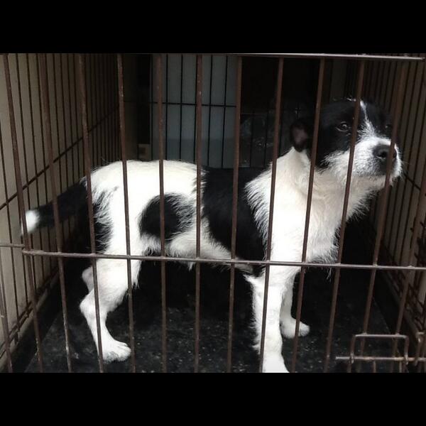 RT FOUND - SEAHAM -#NorthEast 

Female Terrier is Microchipped 
#DogTheftAwareness HQ trying Pet Log🙏 

@DoglostUK