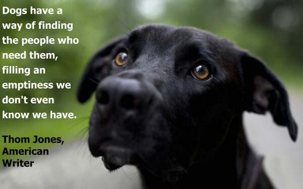Those eyes! RT: @LCAnimalRescue #Dog Lovers R/T If YOU Agree #Dogs