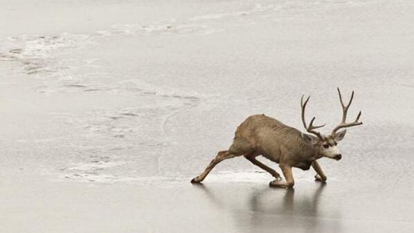 FoxNews's tweet photo. Shrinking deer population in West spurs new push for answers, action http://t.co/3sRqcMeKPr via @joshuarhett http://t.co/cwqH4BJ6nZ