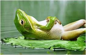 Sant Quirze del Vallès Natura us desitja un bon estiu !!!