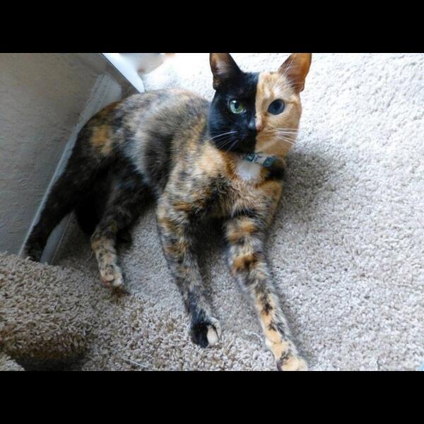 jesssilong's tweet photo. I need this cat http://t.co/6PyE1wzRDa