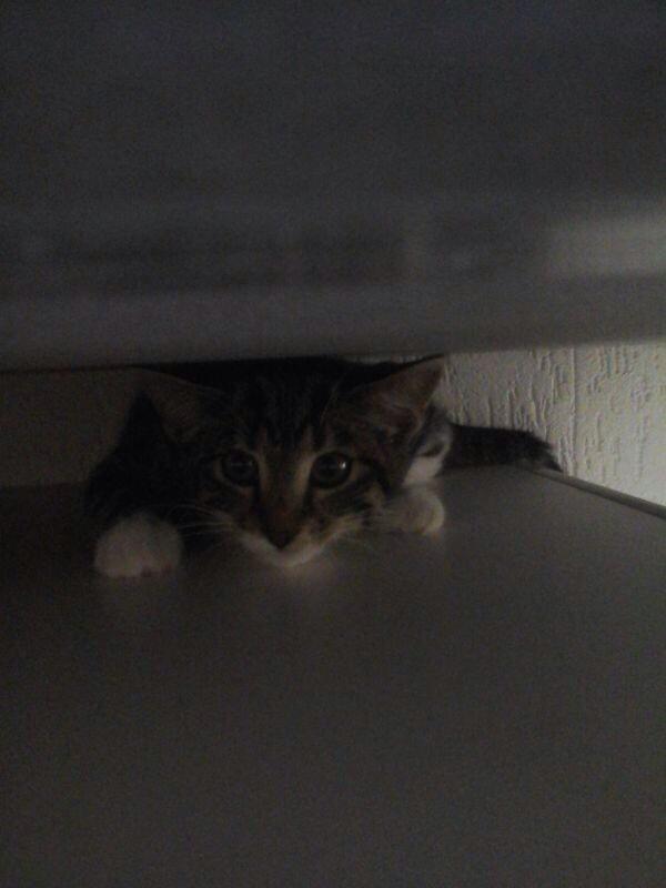 beauczeyki's tweet photo. Mis haar zo erg 😭😭💔💔 #lieveSesta http://t.co/Rbrj5WXbqB
