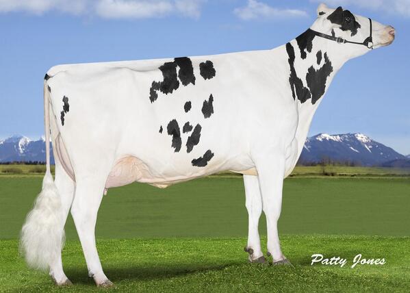 Cedarwal Epic London - One of our first milking Epic daughters! Dam is Goldwyn Liza VG-88 5* then Lila Z EX-94 19*.