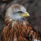 BBC North West tweet media