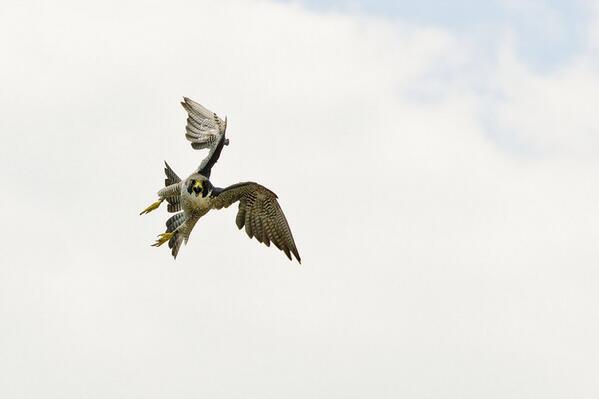 SenorHuevo's tweet image. Another picture during #projectfalcon at work. Just before the dive-bomb.