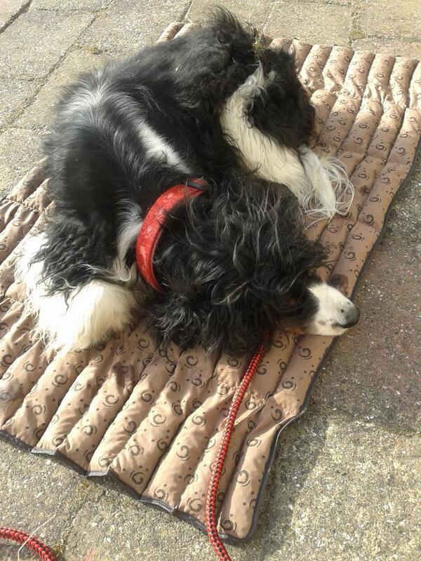 Spaikel geniet van zijn #coolmat. #ribuitmijnlijf. Voor onze schatjes!