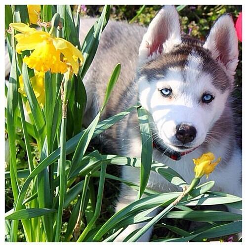 OhMyHusky's tweet photo. Husky pup loves flowers http://t.co/q5c6ybr1Rc