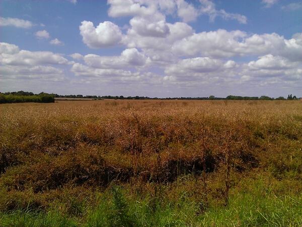 David_Smith67's tweet photo. I think this is what is meant by big skies #suffolk http://t.co/oloUmdX4Sh