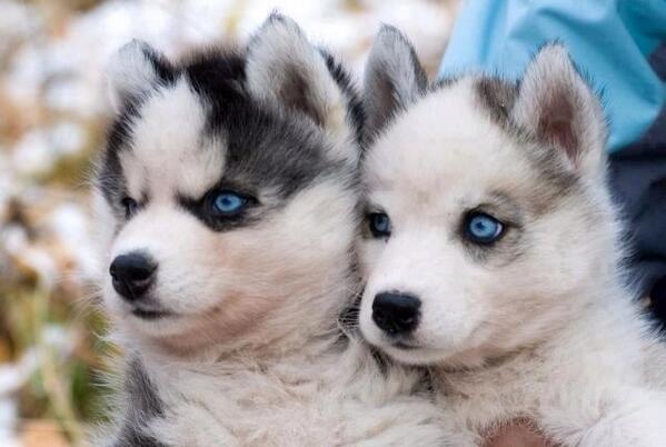 OhMyHusky's tweet photo. Puppy love http://t.co/vjWgeIs3uW