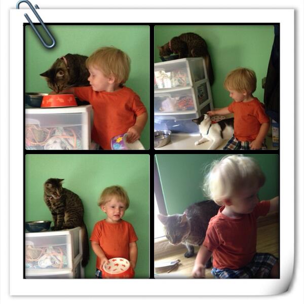ashMOMMA24's tweet photo. @1017emilyrose @lindseyyy_4 Eston meeting Scarlett 😻😽😻 http://t.co/2biUAw3Ksn