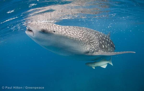 greenpeaceusa's tweet image. For Shark Awareness Day, you are now aware of these two cuties #oceans #whaleshark #Sharks