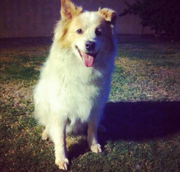 racheycain's tweet photo. the coolest dog anyone could ever ask for #rip 🙏🐶 http://t.co/faes6aexSc