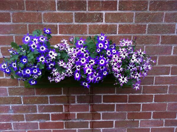 lush_wall's tweet photo. @thegreenvillage Many thanks for favouriting and following. Much appreciated. http://t.co/WP2xAiAulP
