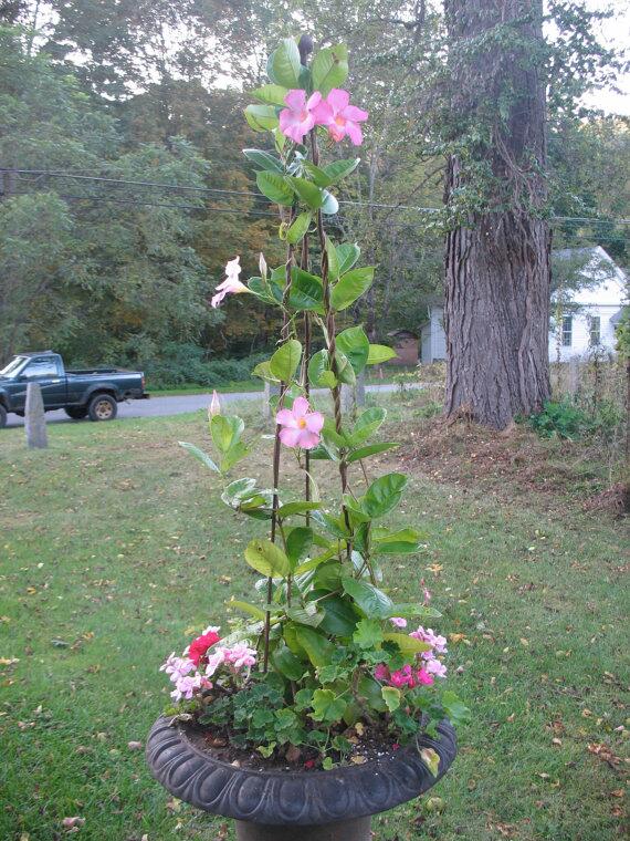BattleHillForge's tweet photo. Climbing plants growing out of control? Easy fix: 5' garden tripod on @etsy: http://t.co/0ikMjkVvck #gardensolution http://t.co/2Sdp4nEzmA