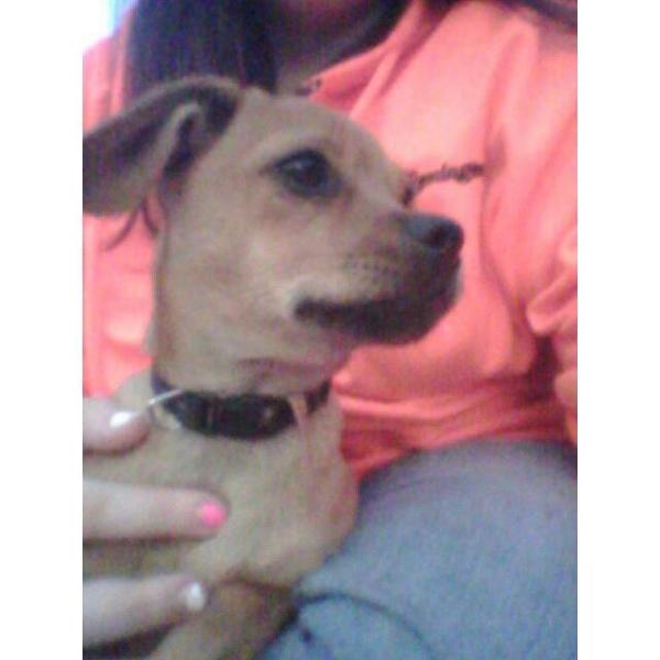 melissaMedlockJ's tweet photo. I really miss my puppy , I wish those who drive now days will watch where they're goin' . #mybaby #puppy http://t.co/surIZBmsL9