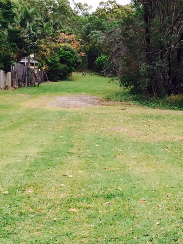 7SeasPhoto's tweet image. This where #greedydevelopers &amp;amp; #gccc plan to build medium density housing in #Helensvale. What happens to the roos?