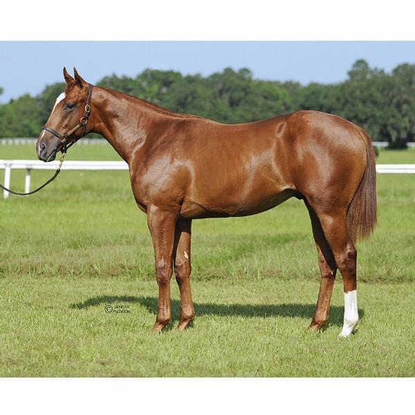 smimages's tweet photo. @jayemesssam Congrats on buying "The Governor", he's a lovely colt 🏇 #fieldcommission Best of luck!! http://t.co/2jKD7ZhGCm