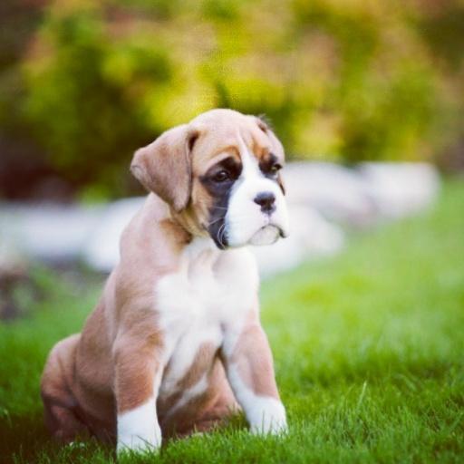 baby boxer puppies baby boxer puppy puppyboxer baby boxer puppies baby boxer puppy puppyboxer